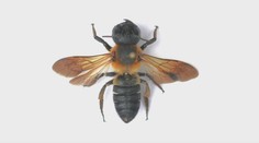 Na západnom Slovensku sa šíri invázny druh včely z Ázie. Pri stretnutí s ňou je nutné riadiť sa známym pravidlom