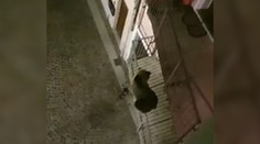 Zvieratá sú stále odvážnejšie: Medveď vyliezol na balkón obytného domu