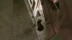 Zvieratá sú stále odvážnejšie: Medveď vyliezol na balkón obytného domu