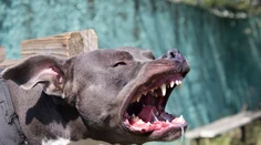 Hra so sestrou sa pre chlapca skončila katastrofou. Pitbul mu doslova roztrhal tvár