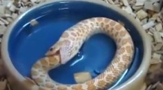 Had sa zrejme pomýlil. Jedol sám seba