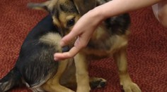 Na jar sa prebúdzajú parazity. Dajte pozor nielen na domáceho miláčika, ale aj na deti