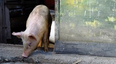 Situácia s africkým morom na Slovensku je mimoriadne vážna. Šíri sa ďalej