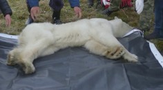 Medvedici sa jazyk zasekol v plechovke. Záchranári ju museli uspať a previezť na bezpečné miesto