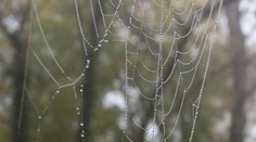 Viete prečo sa babie leto volá babie? Odpoveď je úplne prostá