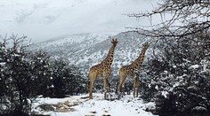 Juhoafričanov prekvapila snehová pokrývka, čudovali sa aj žirafy a slony