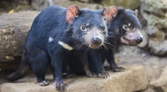 Pred 3000 rokmi na kontinente úplne vyhynuli. Tasmánski diabli sa vracajú do Austrálie