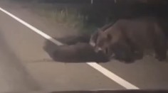 VIDEO: Srdcervúci boj medveďov. Zo všetkých síl zachraňujú zrazené mláďa