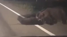 VIDEO: Srdcervúci boj medveďov. Zo všetkých síl zachraňujú zrazené mláďa