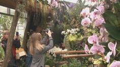 Botanická záhrada ponúka aj v zime tropické divadlo. Nahliadnite do pestrého sveta kvetov