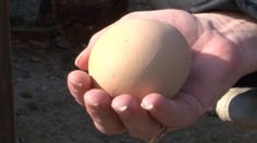 Rekordné vajce, ktoré zniesla sliepka z Hornej Nitry, ukrývalo prekvapenie