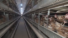 Vajcia z klietkového chovu zmiznú z predaja. Hydinári, ktorí sa nestihnú prispôsobiť, majú dve možnosti