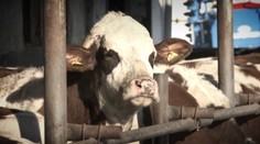 Lacné potraviny, ktoré kupujeme, dotujú farmári. Sami pritom krachujú