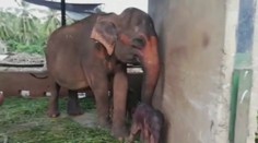 VIDEO: Zrodil sa menší zázrak: Po 80 rokoch sa v zajatí narodili slonie dvojičky