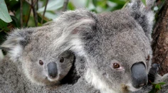 „Symbol“ Austrálie pomaly vymiera. Rozkošné zviera zaradili na zoznam ohrozených druhov