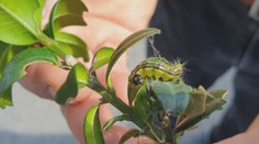 Nemožná záchrana sa podarila: Historická zeleň sa spamätala po útoku ázijských pažravcov