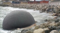 Kanaďania sa boja výbuchu. Explodovať môže obrovská veľryba