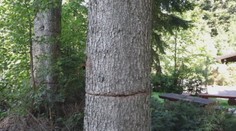 V Tatrách vyrúbali storočné lipy, robotníkov chytili priamo pri čine