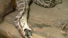 Pytóna vyrušili pri jedení. Neuveríte, čo z neho vypadlo