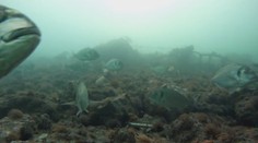 Vyprážané filé alebo kapor: Prečo si nedopriať kráľovskú večeru z Pražmy?