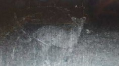 Pri Pukanci vraj zachytila fotopasca veľkú mačkovitú šelmu. Je to podvrh?!