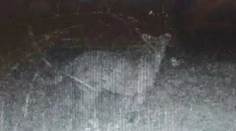Pri Pukanci vraj zachytila fotopasca veľkú mačkovitú šelmu. Je to podvrh?!