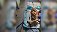 Zbytočná smrť klokana a ťavy v českom farmaparku. Pre nezodpovednosť návštevníka umierali v bolestiach