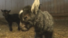 Košická ZOO má za sebou mimoriadne obdobie. Mláďa kozy kamerunskej sa narodilo na Nový rok