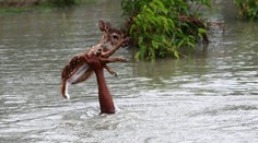 Odvážna záchrana malého „Bambiho": Chlapec takmer prišiel o život