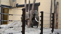 Zo Zimbabwe na Slovensko. ZOO v Bojniciach privítala nového člena