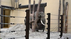 Zo Zimbabwe na Slovensko. ZOO v Bojniciach privítala nového člena