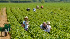 Veľký prehľad cien samozberu jahôd. Našli sme aj lokalitu, kde sumu medziročne znížili