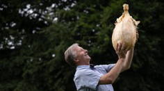 Nový svetový rekord. Angličan vypestoval 9-kilovú cibuľu