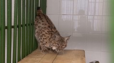 Vyčerpaný a podvyživený, v chorvátskych lesoch našli rysa, zotavuje sa v bojnickej ZOO