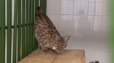 Vyčerpaný a podvyživený, v chorvátskych lesoch našli rysa, zotavuje sa v bojnickej ZOO