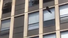 VIDEO: Skok mačky z piateho poschodia šokoval prizerajúcich. Vyviazla bez zranení