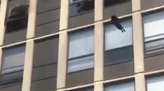 VIDEO: Skok mačky z piateho poschodia šokoval prizerajúcich. Vyviazla bez zranení