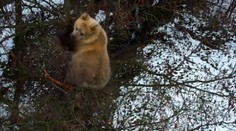 VIDEO: Medvieďa z košickej ZOO už niekoľko dní trávi v korune stromu. Zamestnanci ho nevedia dostať na zem