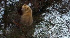 VIDEO: Medvieďa z košickej ZOO už niekoľko dní trávi v korune stromu. Zamestnanci ho nevedia dostať na zem