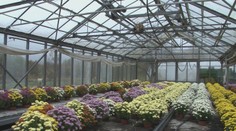 Pre opatrenia im zostali tisíce chryzantém. Vláda im chce pomôcť a odkúpiť ich