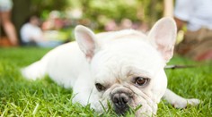 Štúdia uvádza, ktoré psie plemená sa dožívajú najdlhšie. Ak si chcete zaobstarať buldoga, premyslite si to