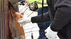 Na východe Slovenska sa objavila besnota. Nebezpečným vírusom sa nakazil pes zrejme od líšky