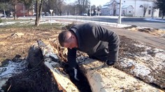 Bútľavý gaštan v Strážskom ukrýval sladké prekvapenie