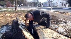 Bútľavý gaštan v Strážskom ukrýval sladké prekvapenie