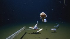 VIDEO: Vedci objavili nový druh rýb, ktoré dokážu prežiť v rekordnej hĺbke na dne priekopy