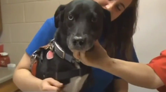 Zdesená majiteľka psa. Toto objavila v jeho ústach