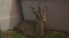 V bojnickej ZOO majú predčasný vianočný darček. Narodila sa tam okatá antilopa ako z rozprávky