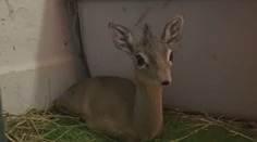 V bojnickej ZOO majú predčasný vianočný darček. Narodila sa tam okatá antilopa ako z rozprávky