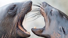 Na pobrežie v Baja California vyplavilo 137 mŕtvych uškatcov