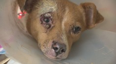 Požiar odhalil otrasné podmienky v neschválenom útulku. Desiatky zvierat žili v tme, špine a výkaloch